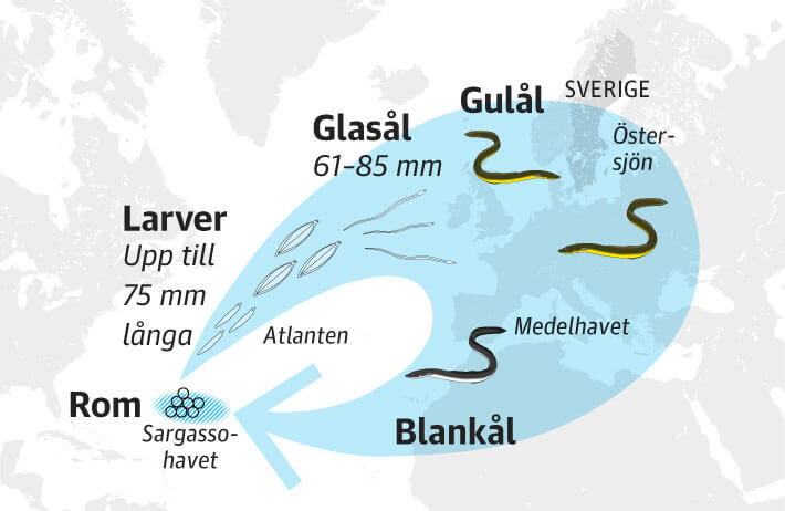 Efter mnga r brjar len sin lekvandring tillbaka till Sargassohavet och ndrar frg till gr och vit. Matsmltningsorganen tillbakabildas.  