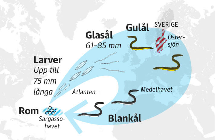 Under lekvandringen tillbaka till Sargassohavet utvecklar blanklen knsdelar och blir hanar  och honor. Eftersom ingen vet exakt hur fortplantningen gr till kommer all l, ven den som odlas, frn vilda bestnd.  