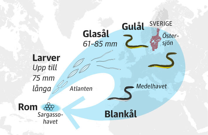 lfiske bedrivs bde i inlandsvatten och p lekvandrande blankl som r  p vg ut ur stersjn. 