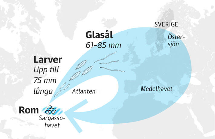 Glaslarna vandrar upp i stvattensfloder eller kan anpassa sig till brckt vatten. 