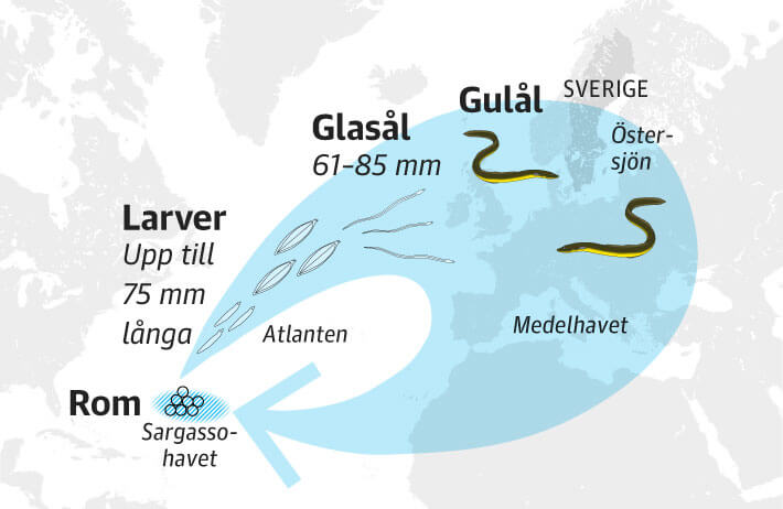 Under 1025 r r  len gul. En del vandrar upp  i stvattendrag  men mnga  stannar i kustomrden med  salt vatten. 