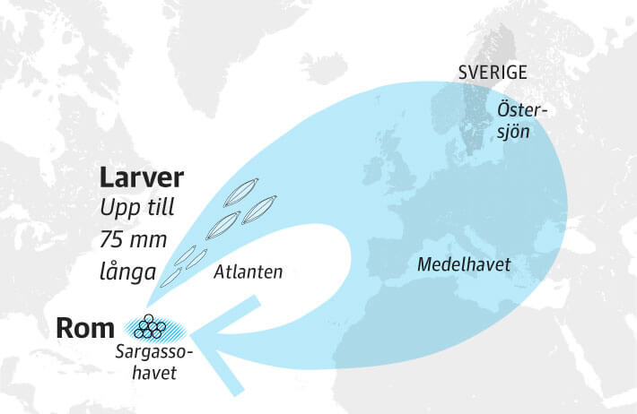 Larverna driver med golfstrmmen mot Europas  kuster.