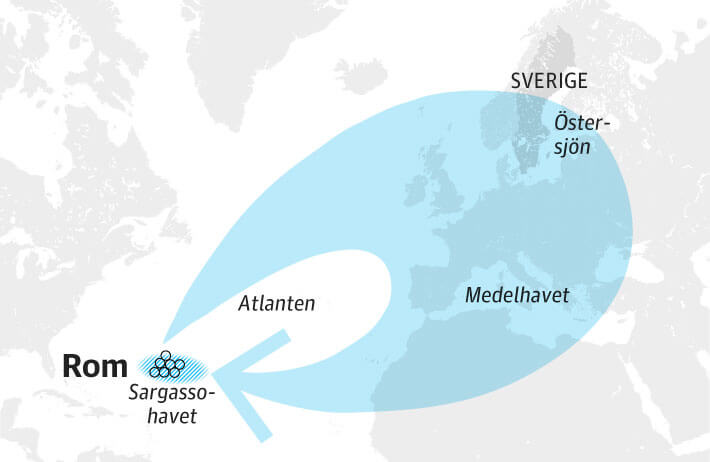 Fortplantningen sker i Sargassohavet, som r en del av Atlanten. Man vet mycket lite om hur fortplantningen gr till. 