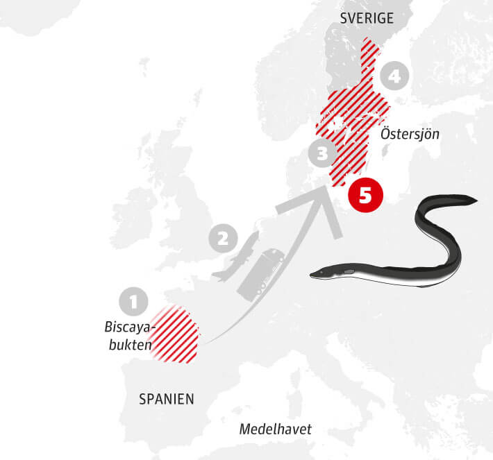lfiske bedrivs bde i inlandsvatten och p lekvandrande blankl som r p vg ut ur stersjn. 