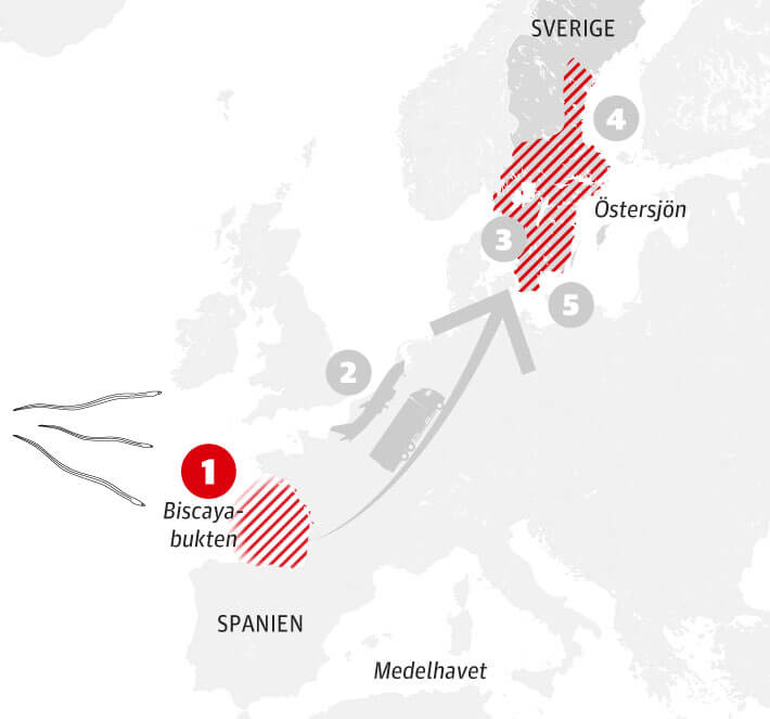 Sker i flodmynningar i framfr allt Biscayabukten.