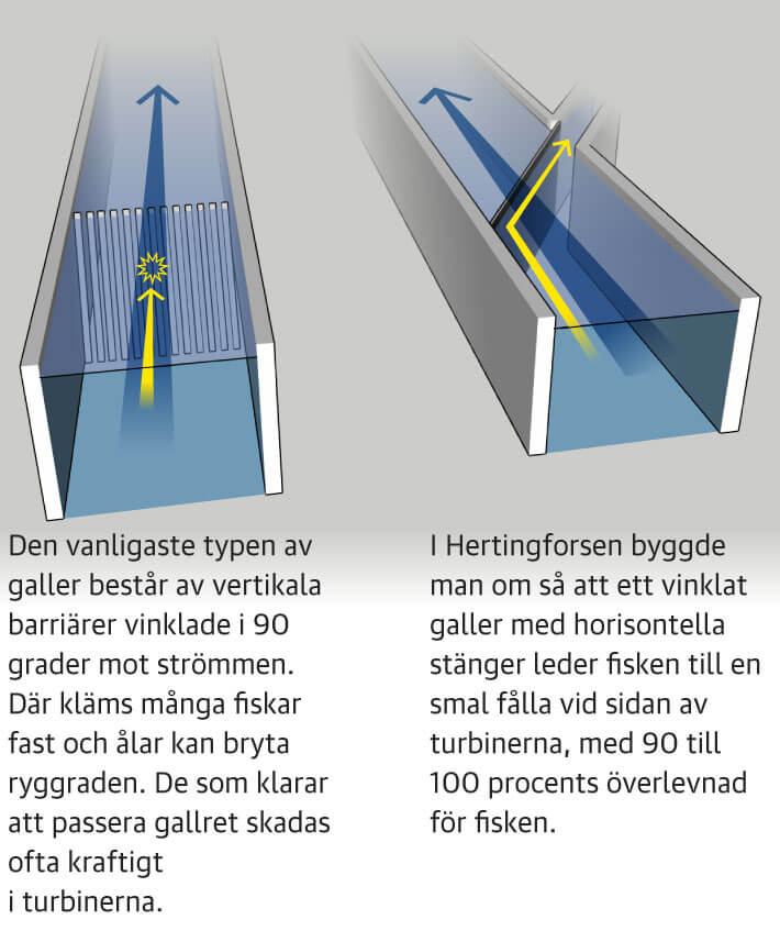 Nytt galler gjorde att fisken kunde passera nedstrms